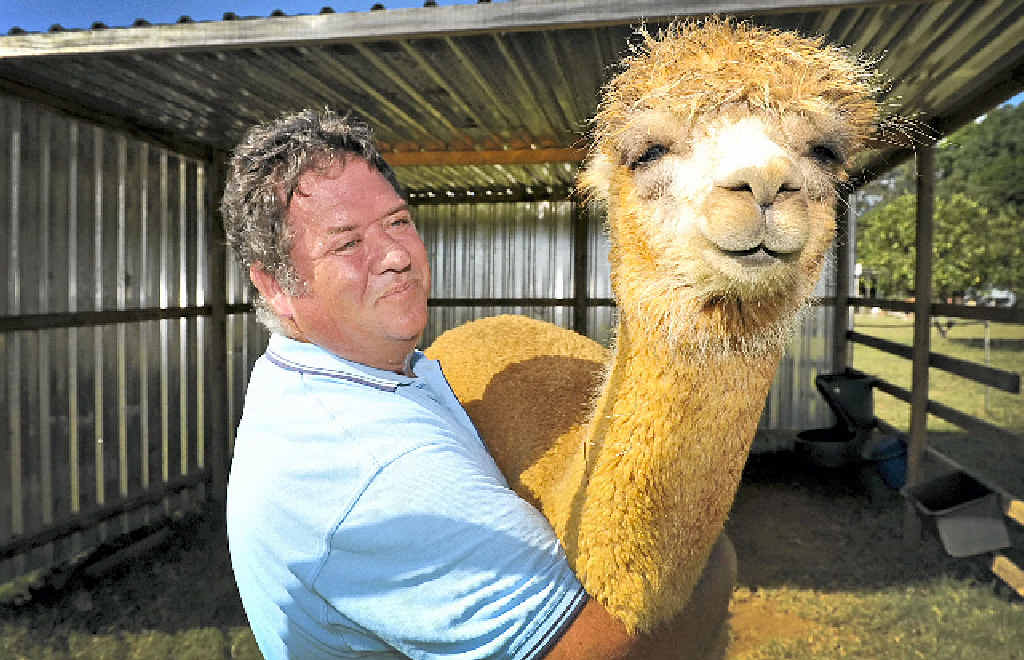 DEFENSIVE INSTINCTS: Alstonville’s Roland Schwertner with his alpaca Bella Rose. DEFENSIVE INSTINCTS: Alstonville’s Roland Schwertner with his alpaca Bella Rose.