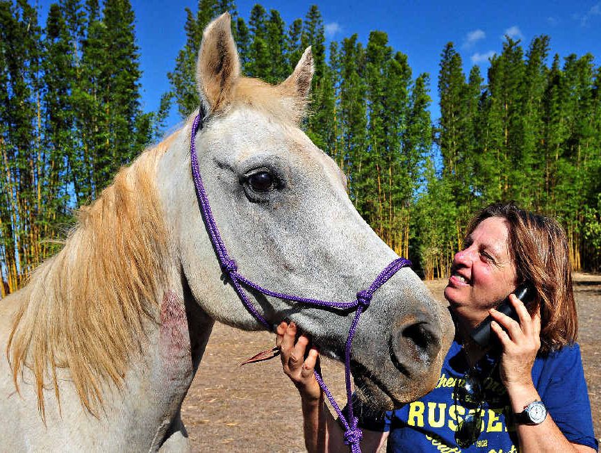 Kim Hyam shares the good news that her horse Comet has been rescued. Kim Hyam shares the good news that her horse Comet has been rescued.