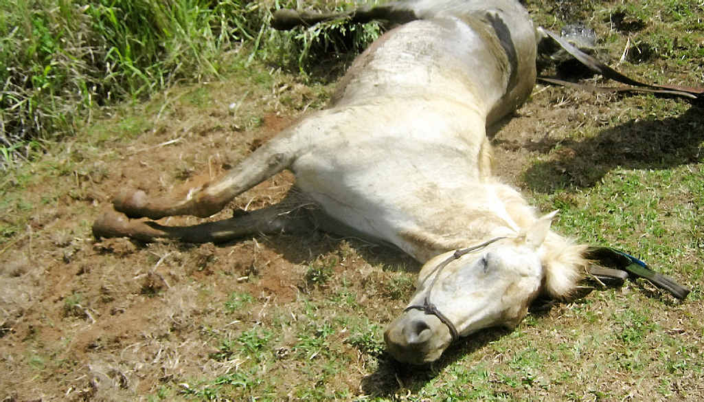Comet laid still for about 10 minutes after being pulled from the well and then he jumped up. Comet laid still for about 10 minutes after being pulled from the well and then he jumped up.
