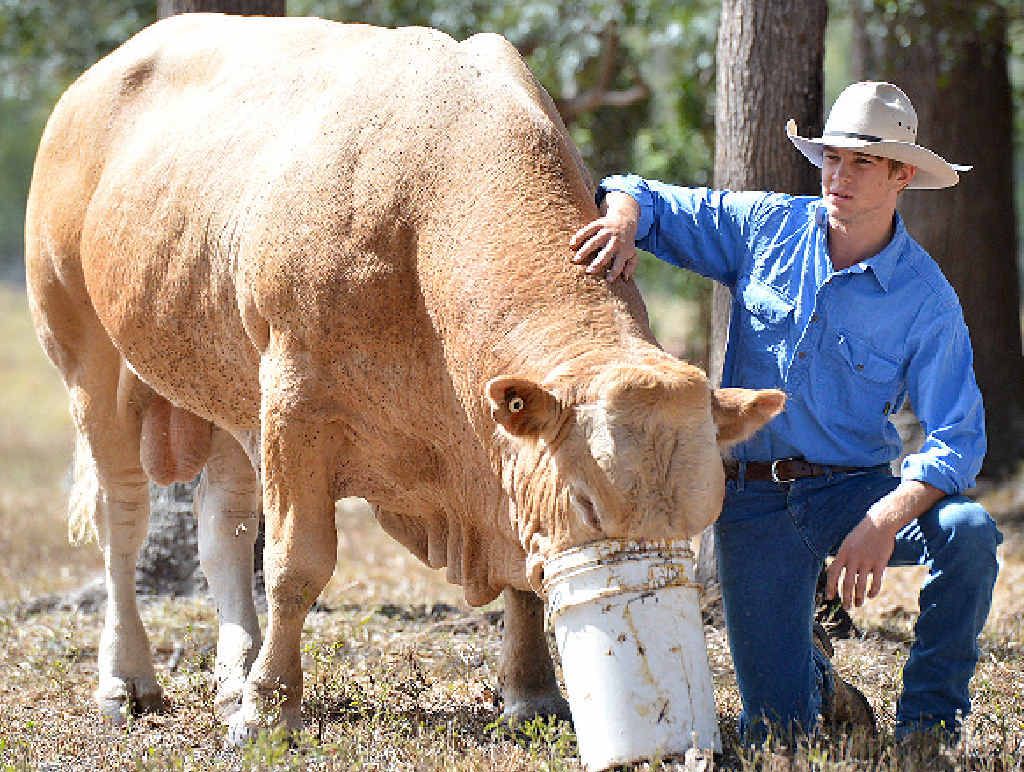COST OF LIVING: Ethan Carter feeds the family’s blonde d’aquitaine bull at Widgee, where times are tough and getting tougher. COST OF LIVING: Ethan Carter feeds the family’s blonde d’aquitaine bull at Widgee, where times are tough and getting tougher.