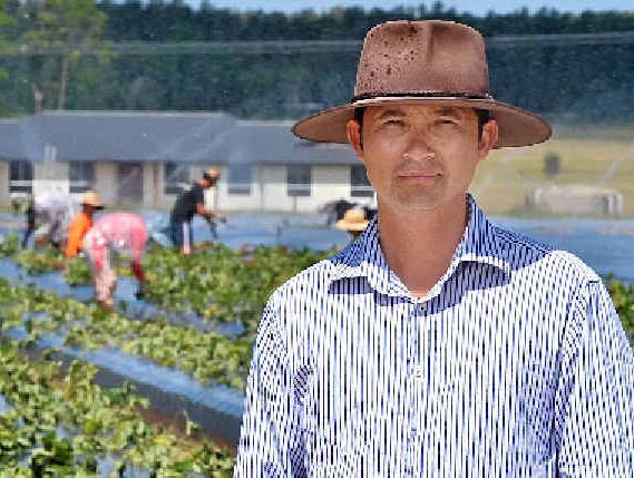 DRY: Strawberry farmer George Himm has slashed his crop because of the drought. DRY: Strawberry farmer George Himm has slashed his crop because of the drought.
