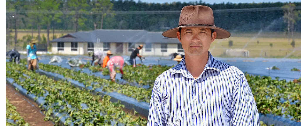 DRY: Strawberry farmer George Himm has slashed his crop because of the drought. DRY: Strawberry farmer George Himm has slashed his crop because of the drought.