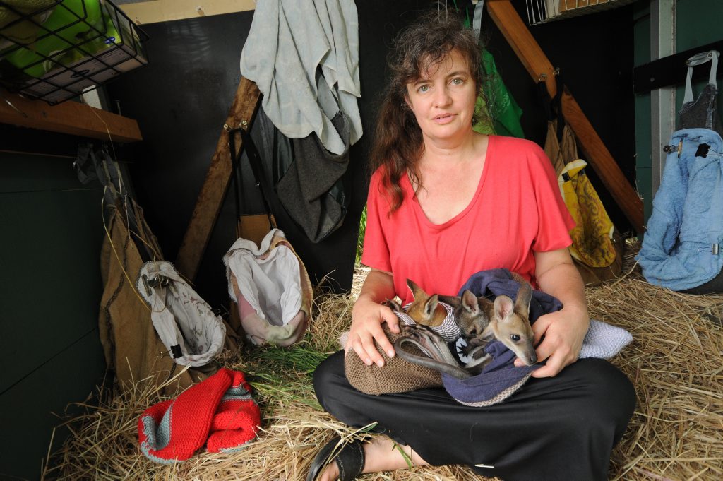 Renata Phelps from WIRES with wallabies kept by warm by knitted woollen pouches made in South Africa. Renata Phelps from WIRES with wallabies kept by warm by knitted woollen pouches made in South Africa.