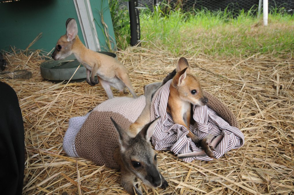Five month old wallabies enjoy the comfort of knitted woollen pouches from South Africa. Five month old wallabies enjoy the comfort of knitted woollen pouches from South Africa.