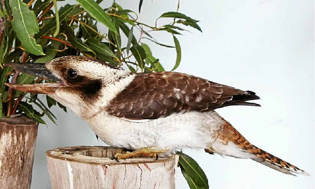 LUCKY ESCAPE: This kookaburra miraculously survived being hit by a truck and travelling 100km stuck to the grille. LUCKY ESCAPE: This kookaburra miraculously survived being hit by a truck and travelling 100km stuck to the grille.