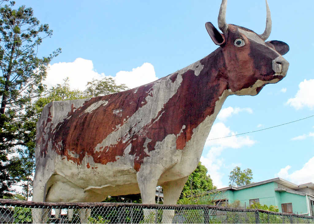 FOR SALE: The Big Cow complex at Kulangoor, north of Nambour, will go to auction on April 9. FOR SALE: The Big Cow complex at Kulangoor, north of Nambour, will go to auction on April 9.