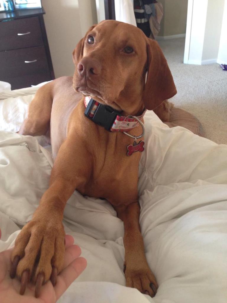 Angie Schutt posted a selfie of her dog Sariah, saying awareness and funds also need to be raised for animals who get cancer. Angie Schutt posted a selfie of her dog Sariah, saying awareness and funds also need to be raised for animals who get cancer.