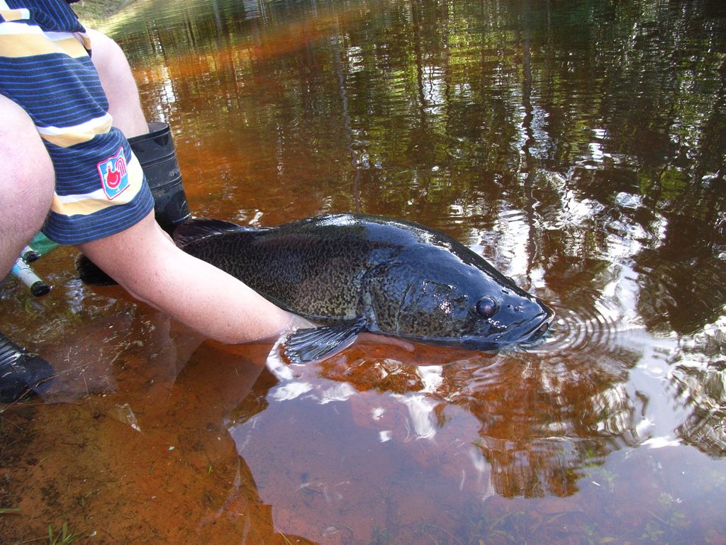 If caught unintentionally while targeting other species, care should be taken to ensure the Mary River Cod is immediately returned unharmed to the water from which it came. If caught unintentionally while targeting other species, care should be taken to ensure the Mary River Cod is immediately returned unharmed to the water from which it came.