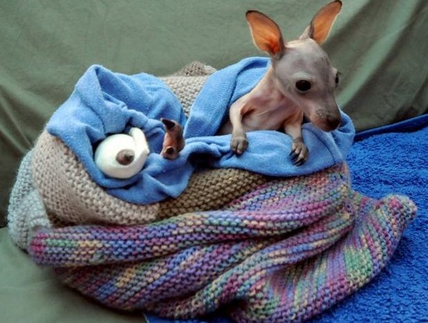 Four month old Bentley, a Red Neck Wallaby, was brought to WIRES with a broken leg after being hit by a car last Friday. Four month old Bentley, a Red Neck Wallaby, was brought to WIRES with a broken leg after being hit by a car last Friday.