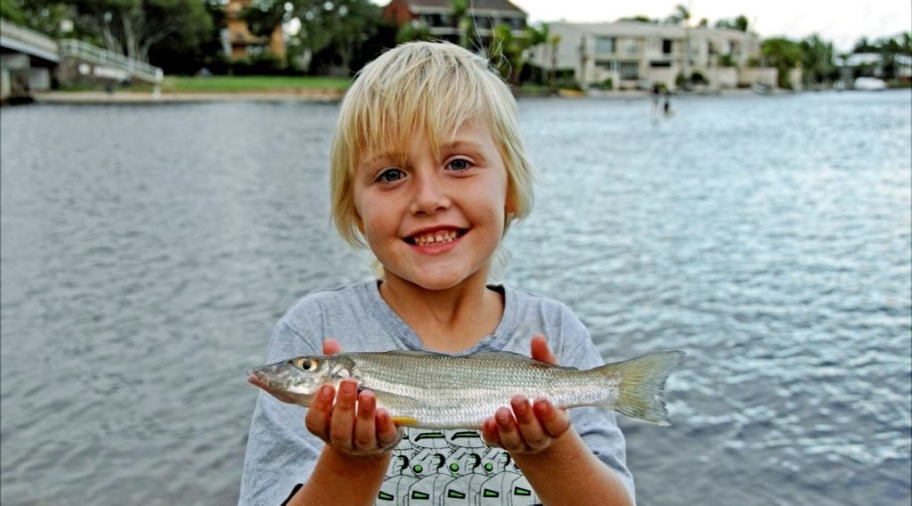 Young Zac McCrudden's big whiting from the lower Noosa River. Photo: Contributed. Young Zac McCrudden's big whiting from the lower Noosa River. Photo: Contributed.