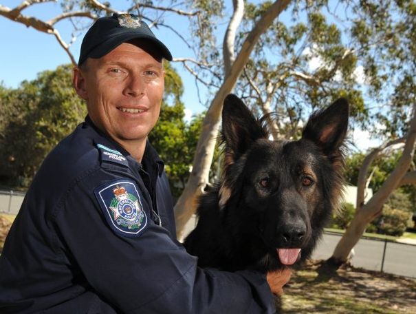 Police dog handler Senior Constable Justin Mergard with DJ, one of two new police dogs for the Sunshine Coast, pictured here at the Coolum Beach facility. Police dog handler Senior Constable Justin Mergard with DJ, one of two new police dogs for the Sunshine Coast, pictured here at the Coolum Beach facility.