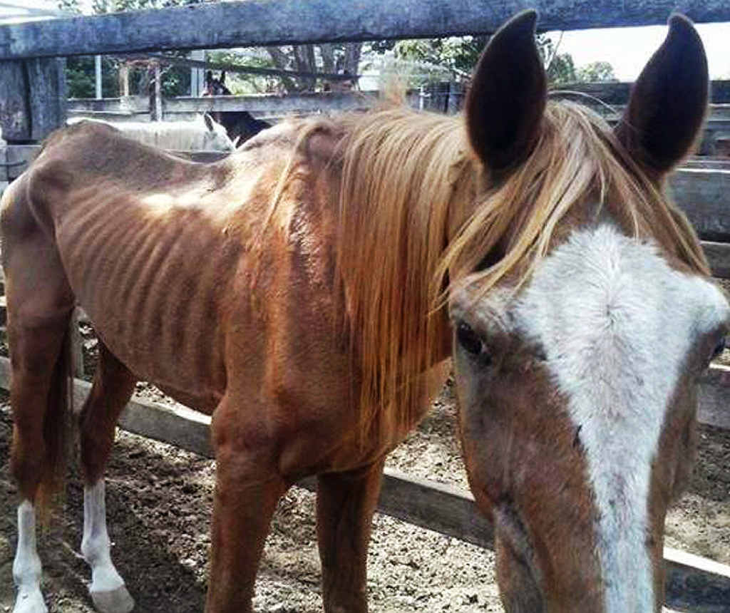 SAD SIGHT: The horse at the centre of the controversy in a yard at the Laidley horse sale. SAD SIGHT: The horse at the centre of the controversy in a yard at the Laidley horse sale.