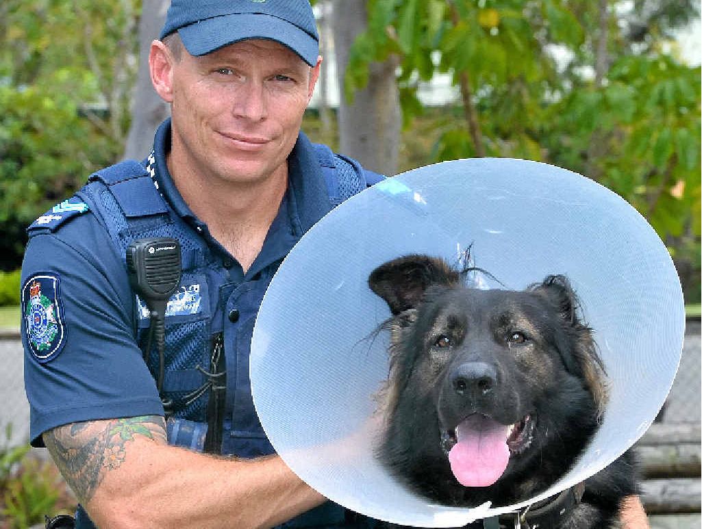 IN THE LINE OF DUTY: Senior Constable Justyn Mergard with the recuperating police dog DJ. IN THE LINE OF DUTY: Senior Constable Justyn Mergard with the recuperating police dog DJ.