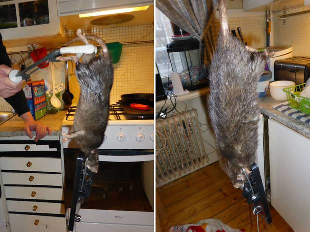 The giant rat found by the the Bengtsson-Korsås family. Photo: Facebook The giant rat found by the the Bengtsson-Korsås family. Photo: Facebook