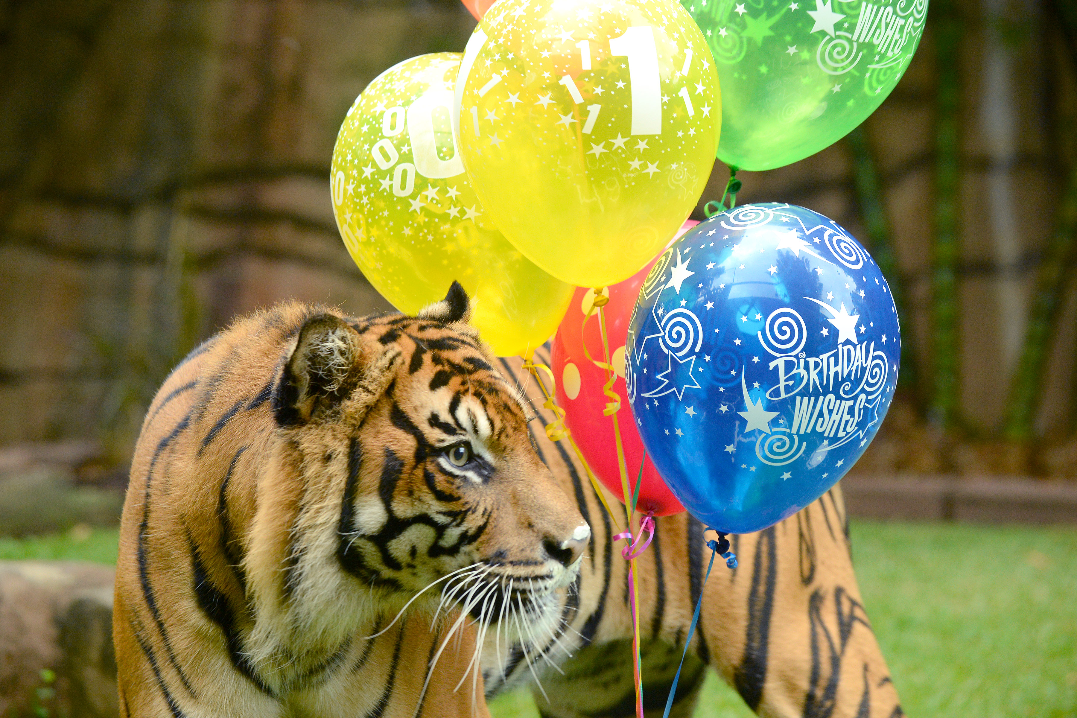 Australia Zoo's 10-ear-old tiger Juma earlier this year Australia Zoo's 10-ear-old tiger Juma earlier this year