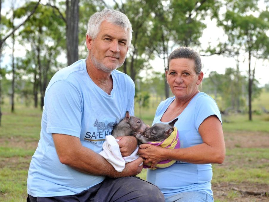 Peter Brooks with new arrival, 8-month-old wombat joey Ruben and Tina Janssen with 7-month-old joey Ruby at Safe Haven Wombat Breeding Centre, Mt Larcom. The pair will be breeding partners when they reach maturity at four years old. Peter Brooks with new arrival, 8-month-old wombat joey Ruben and Tina Janssen with 7-month-old joey Ruby at Safe Haven Wombat Breeding Centre, Mt Larcom. The pair will be breeding partners when they reach maturity at four years old.