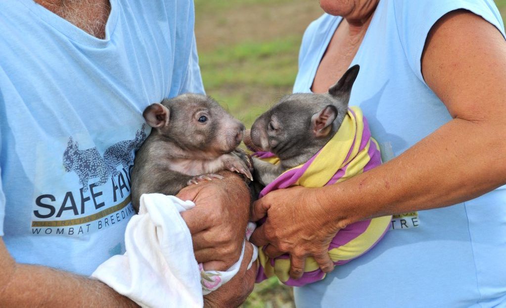 Peter Brooks with new arrival, 8-month-old wombat joey Ruben and Tina Janssen with 7-month-old joey Ruby at Safe Haven Wombat Breeding Centre, Mt Larcom. The pair will be breeding partners when they reach maturity at four years old. Peter Brooks with new arrival, 8-month-old wombat joey Ruben and Tina Janssen with 7-month-old joey Ruby at Safe Haven Wombat Breeding Centre, Mt Larcom. The pair will be breeding partners when they reach maturity at four years old.