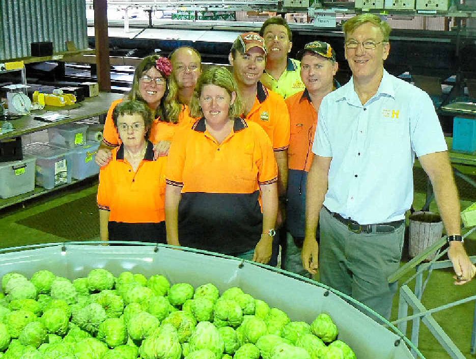 DEDICATED WORKFORCE: Staff at Summerland House Farm gather around the custard apple packing table with CEO Brett Lacey (right). DEDICATED WORKFORCE: Staff at Summerland House Farm gather around the custard apple packing table with CEO Brett Lacey (right).