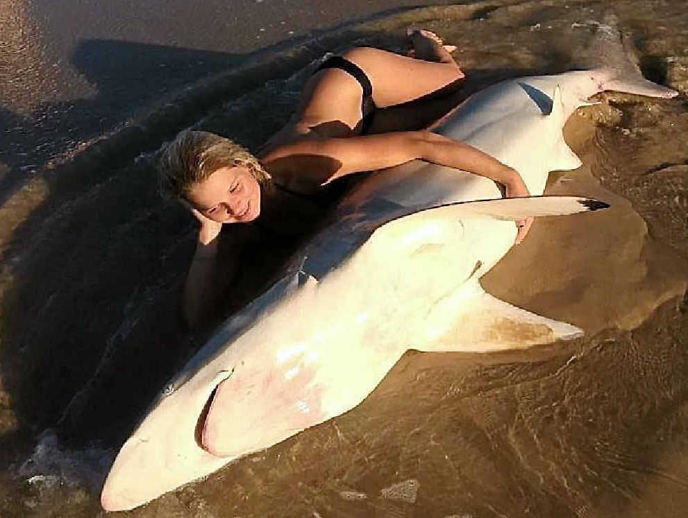 SHARP SNAP: A beachgoer gets up close to a dead shark that washed up on Marcoola Beach yesterday. SHARP SNAP: A beachgoer gets up close to a dead shark that washed up on Marcoola Beach yesterday.