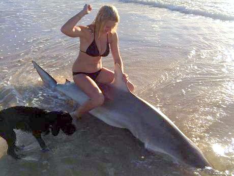 A teenager has been snapped straddling a dead shark that washed up on Marcoola Beach. A teenager has been snapped straddling a dead shark that washed up on Marcoola Beach.
