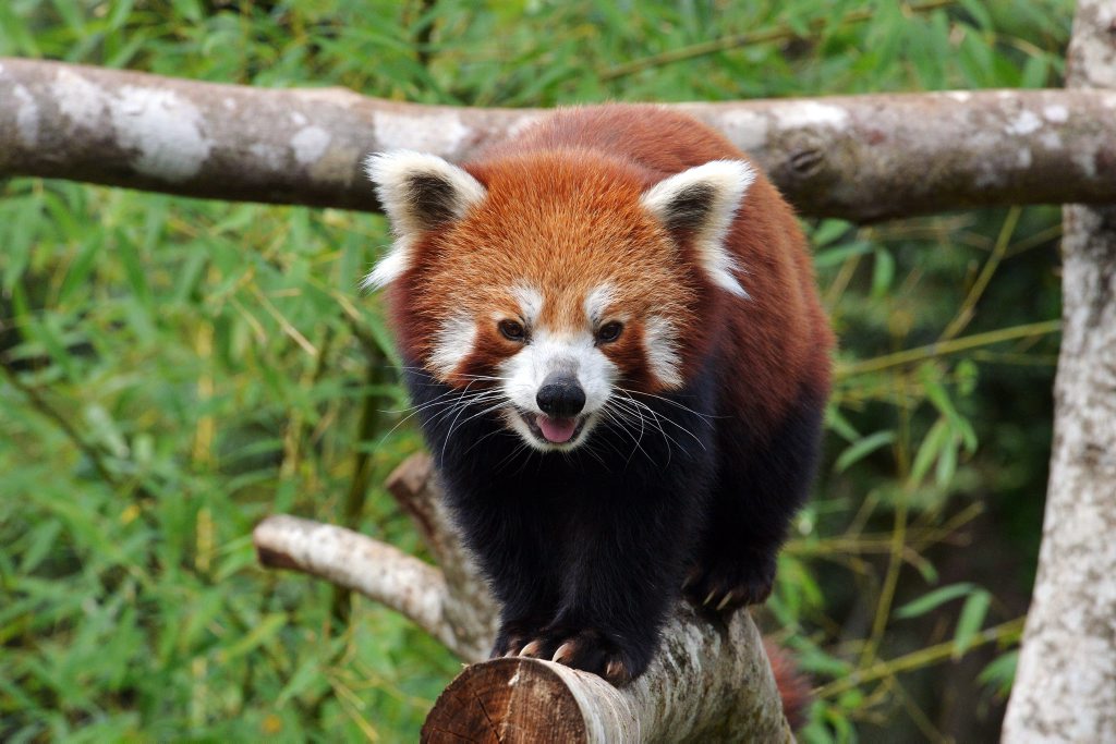 Red Panda. Photo: John McCutcheon / Sunshine Coast Daily Red Panda. Photo: John McCutcheon / Sunshine Coast Daily