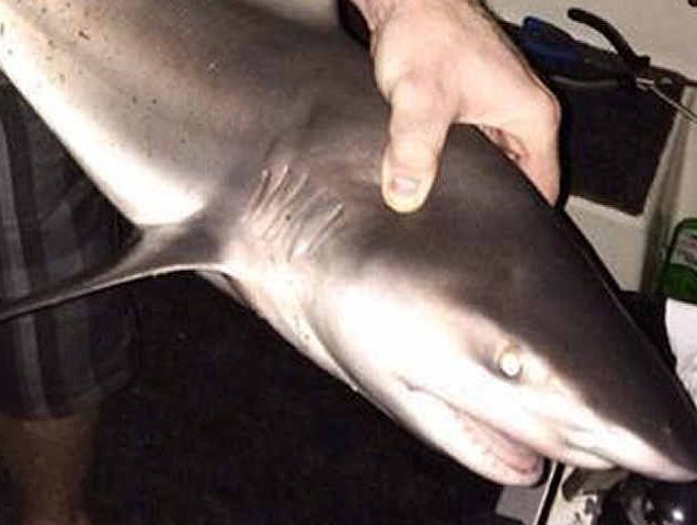 DANGER ZONE: These bull sharks were recently snagged by Chris Molloy while fishing at Kookaburra Park in Karana Downs. DANGER ZONE: These bull sharks were recently snagged by Chris Molloy while fishing at Kookaburra Park in Karana Downs.