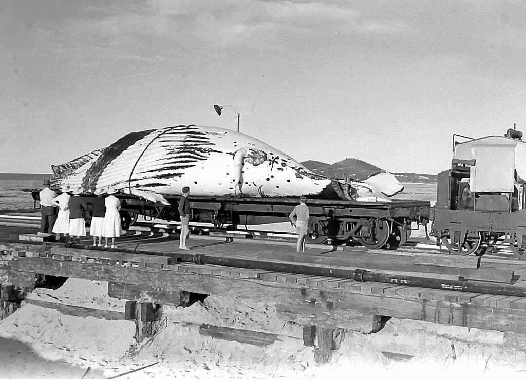 HISTORIC PRACTICE: Whaling in Byron Bay in the 1960s – a whale ready for transport by rail. HISTORIC PRACTICE: Whaling in Byron Bay in the 1960s – a whale ready for transport by rail.