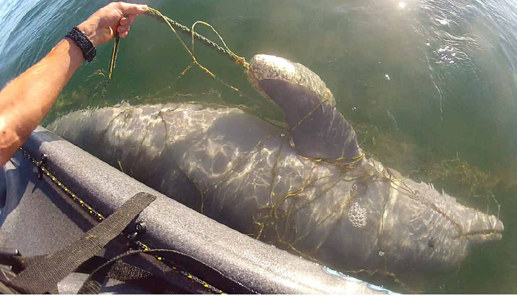 TAKING ITS TOLL: Death of a baby dolphin in nets has reignited the debate. TAKING ITS TOLL: Death of a baby dolphin in nets has reignited the debate.
