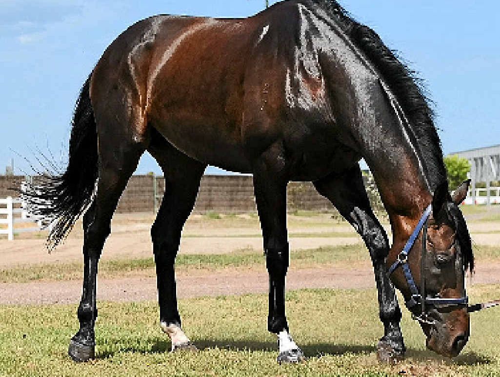 OUT TO STUD: Fiorente. OUT TO STUD: Fiorente.