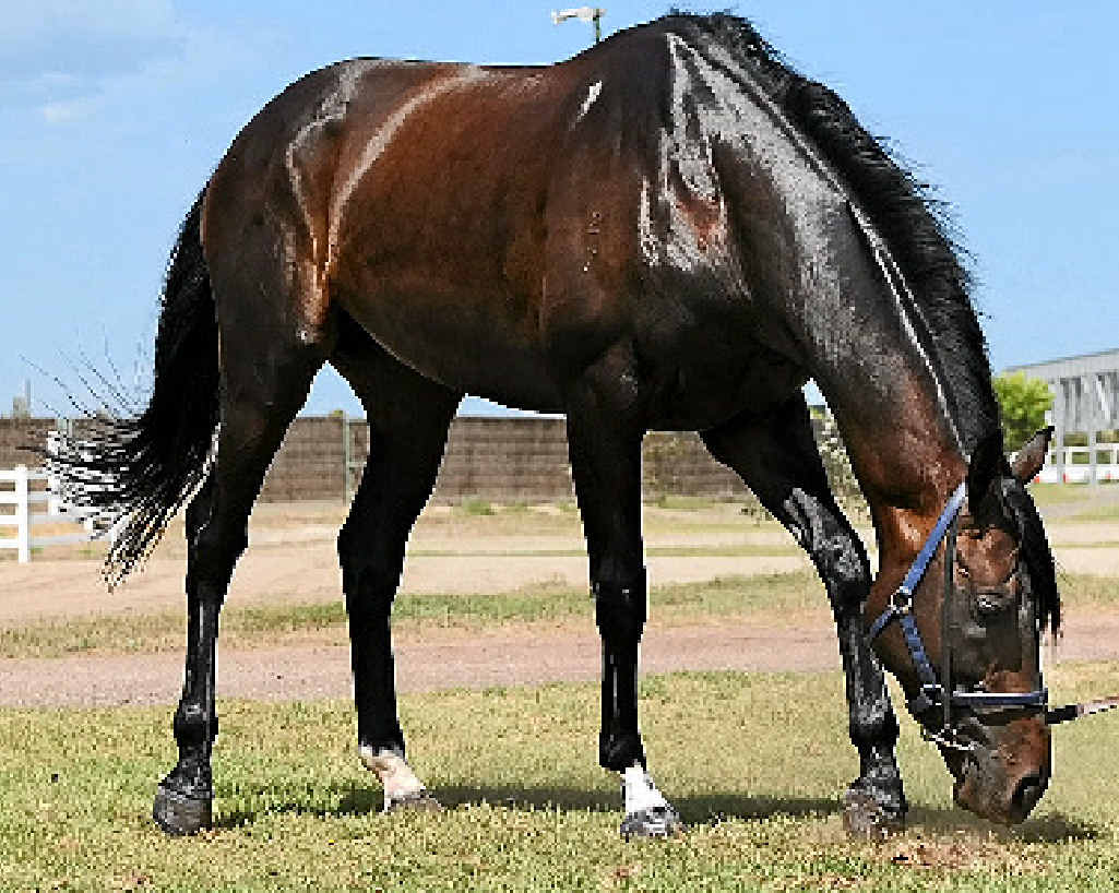 OUT TO STUD: Fiorente. OUT TO STUD: Fiorente.