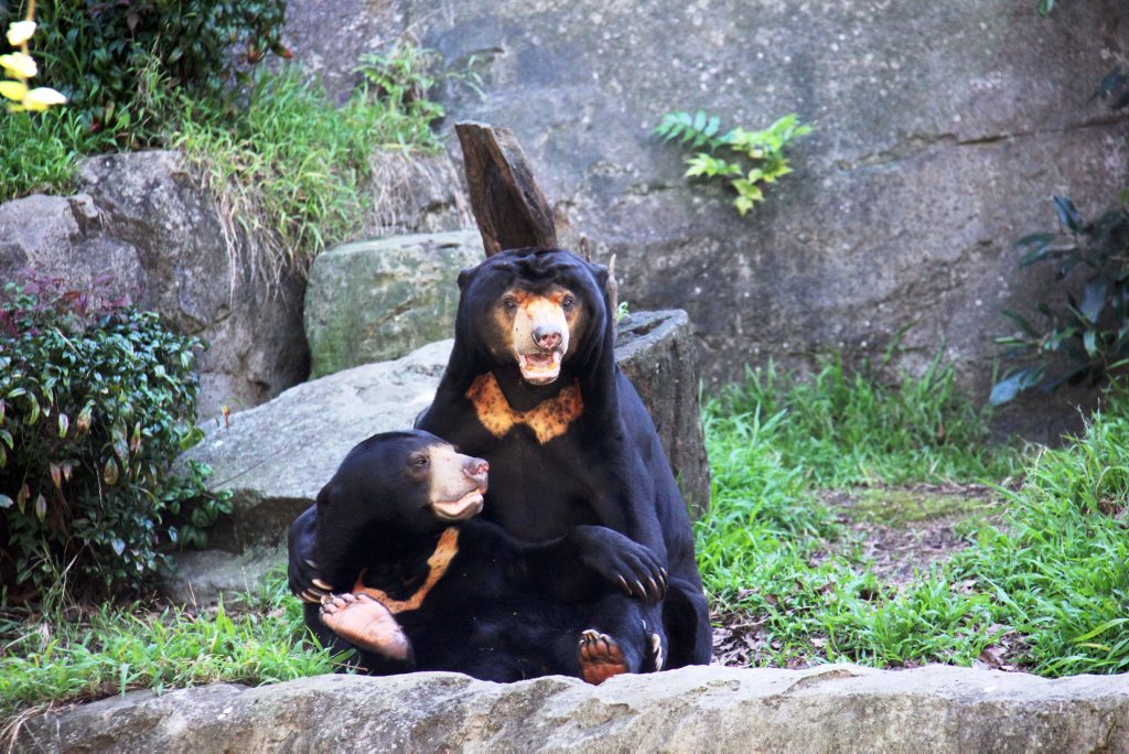 A supplied image obtained, Wednesday, April 9, 2014 of Cambodian sun bear cub, Mr Hobbs and companion bear, Mary. Mr Hobbs was saved from a Cambodian restaurant by an Australian businessman 20 years ago. A supplied image obtained, Wednesday, April 9, 2014 of Cambodian sun bear cub, Mr Hobbs and companion bear, Mary. Mr Hobbs was saved from a Cambodian restaurant by an Australian businessman 20 years ago.