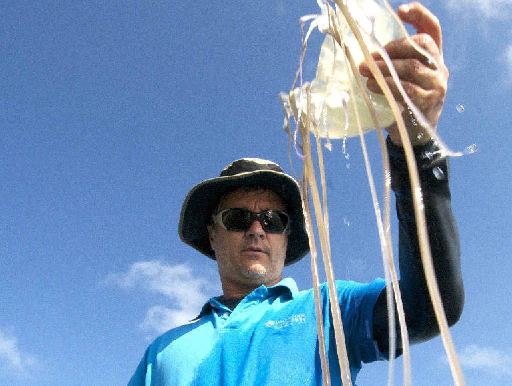 Associate Professor Jamie Seymour handles a box jellyfish while researching. Associate Professor Jamie Seymour handles a box jellyfish while researching.