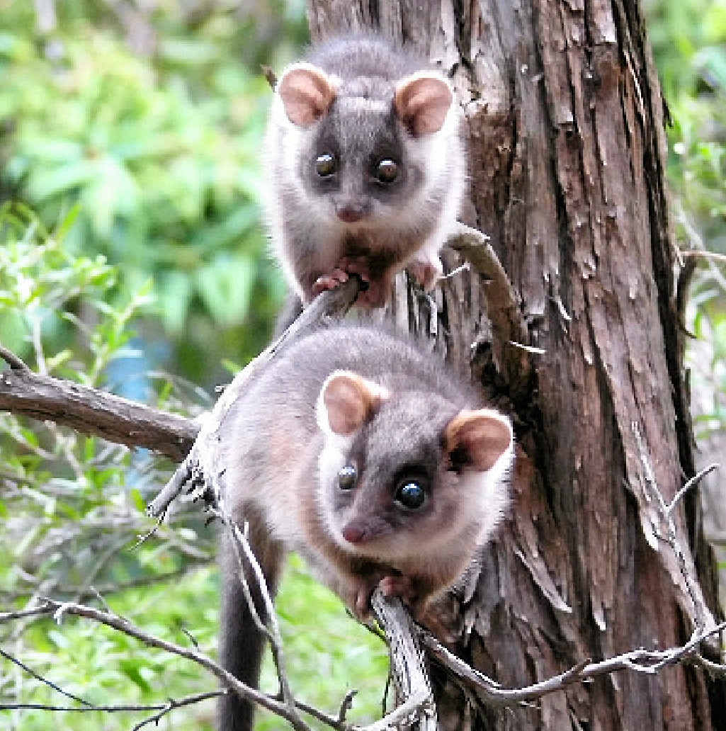 NOCTURNAL VISITORS: Ringtail possums often seek refuge in domestic households due to a loss of habitat. NOCTURNAL VISITORS: Ringtail possums often seek refuge in domestic households due to a loss of habitat.