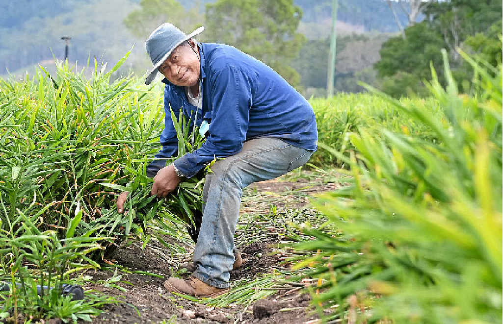 John Savelio picks ginger in the Mary Valley. PHOTO: RENEE PILCHER John Savelio picks ginger in the Mary Valley. PHOTO: RENEE PILCHER