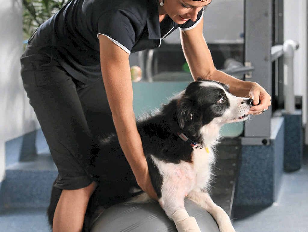 Animal physiotherapist Brooke Marsh helps bring pain relief and comfort to sick and injured pets. Animal physiotherapist Brooke Marsh helps bring pain relief and comfort to sick and injured pets.