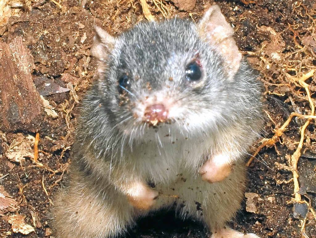 One of Australia’s rarest rodents, the water mouse, has been found during one of the largest fauna monitoring project on the Sunshine Coast. One of Australia’s rarest rodents, the water mouse, has been found during one of the largest fauna monitoring project on the Sunshine Coast.