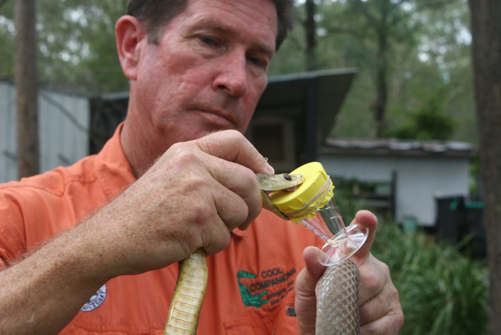 Snake handler Neil Charles milks coastal taipan - the third deadliest snake in the world. PIC: Contributed Snake handler Neil Charles milks coastal taipan - the third deadliest snake in the world. PIC: Contributed