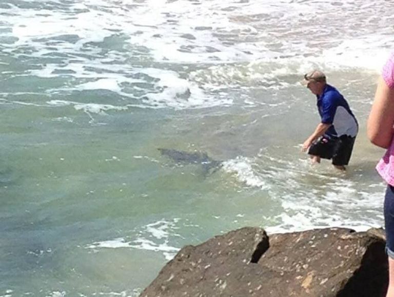 Miranda Wright of Buderim snapped this picture of a fisherman trying to bring in a small shark at Point Cartwright. Miranda Wright of Buderim snapped this picture of a fisherman trying to bring in a small shark at Point Cartwright.