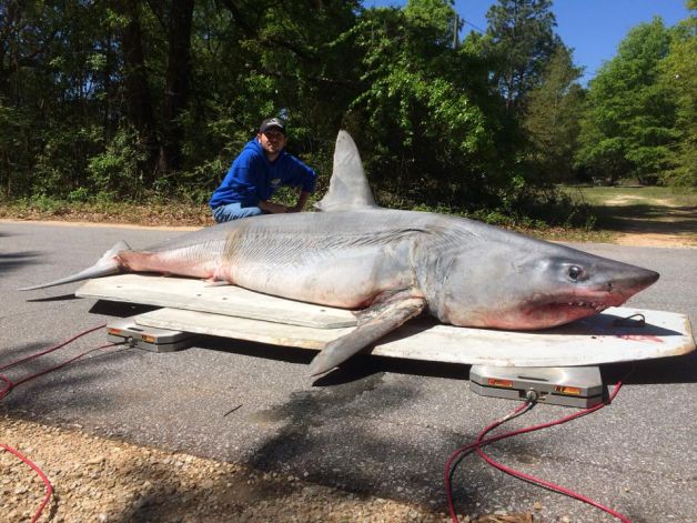 Joey Polk with the his shark which was was 3.35m (eleven feet) long and weighed 365kg (805 pounds) Photo: Earnie Polk Joey Polk with the his shark which was was 3.35m (eleven feet) long and weighed 365kg (805 pounds) Photo: Earnie Polk