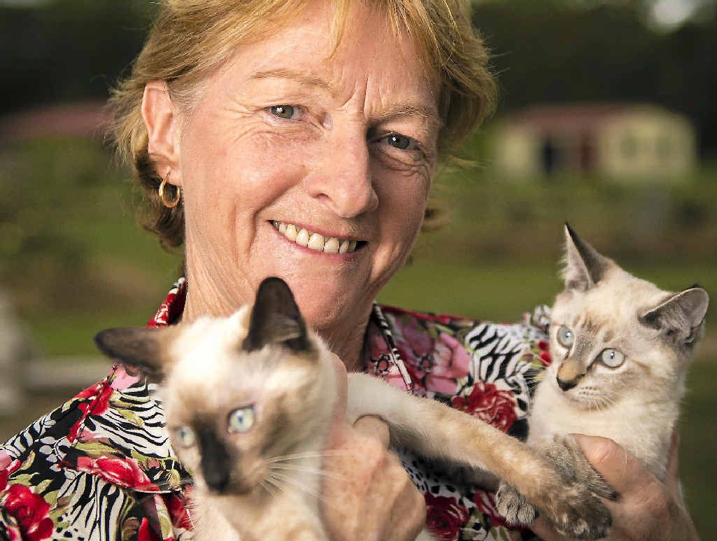 RSPCA cat co-ordinator Betty Bridge with Shantae and Shai, available through the RSPCA cat adoption program. RSPCA cat co-ordinator Betty Bridge with Shantae and Shai, available through the RSPCA cat adoption program.
