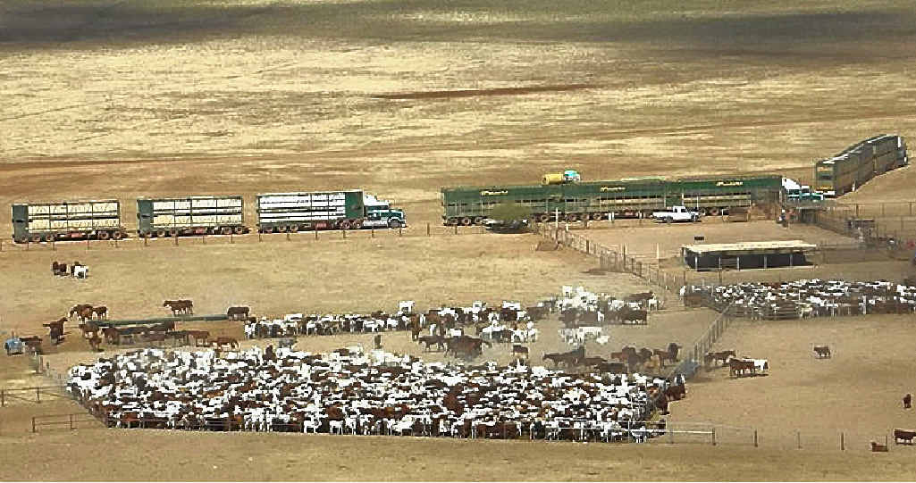 Frasers B-Triple and roadtrains load Acton cattle on Barkly Downs in the far north. Frasers B-Triple and roadtrains load Acton cattle on Barkly Downs in the far north.