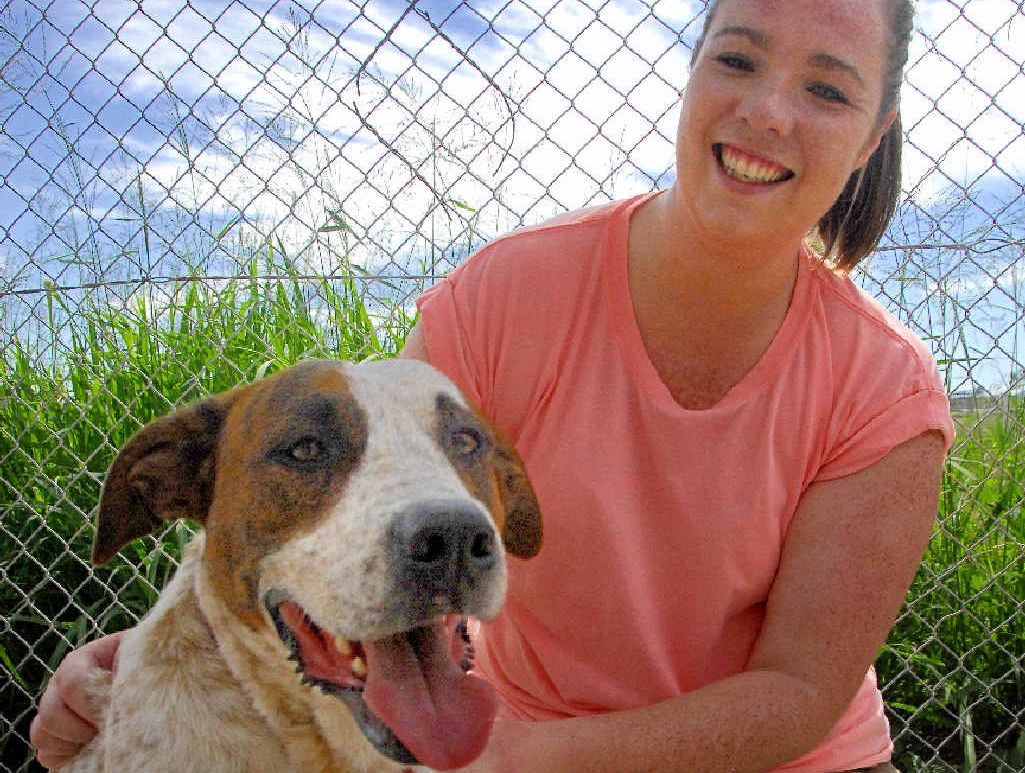 Friends of the RSPCA volunteer Kathryn O’Brien with Billie the boxer cross, who is still looking for a new home after Sunday’s dog adoption day. Friends of the RSPCA volunteer Kathryn O’Brien with Billie the boxer cross, who is still looking for a new home after Sunday’s dog adoption day.