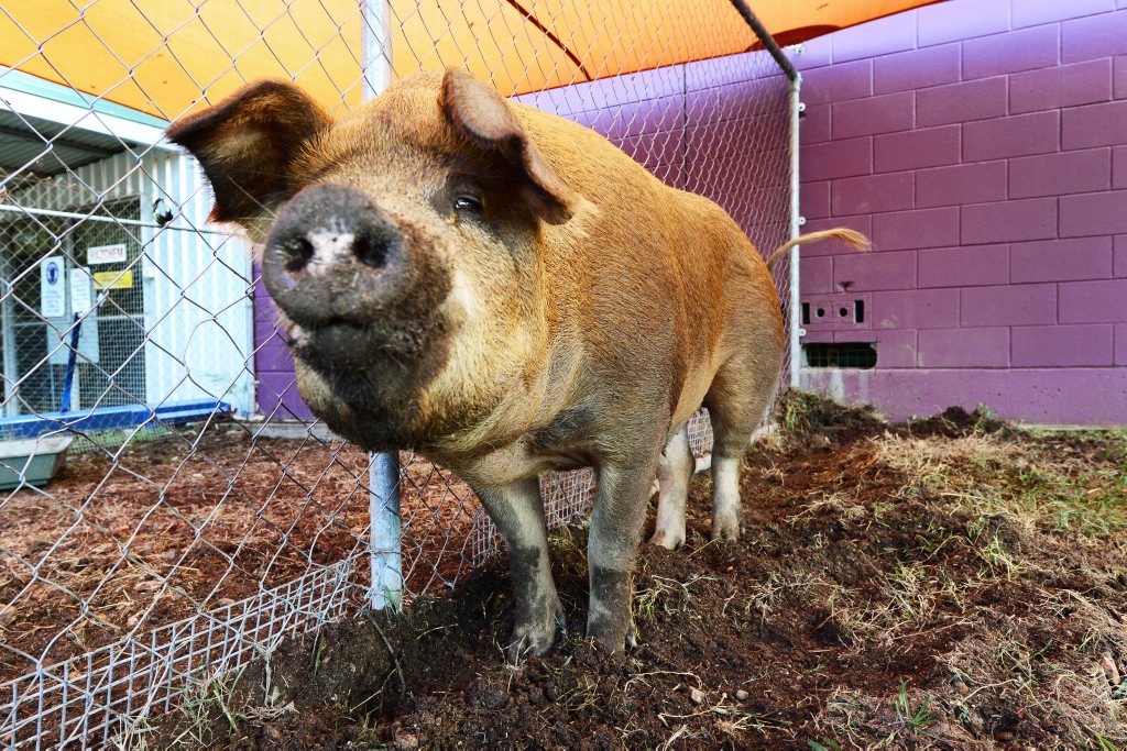 The Ipswich City Council are looking for the owners of this pig that was found wandering along the Warrego Highway last Saturday. The Ipswich City Council are looking for the owners of this pig that was found wandering along the Warrego Highway last Saturday.