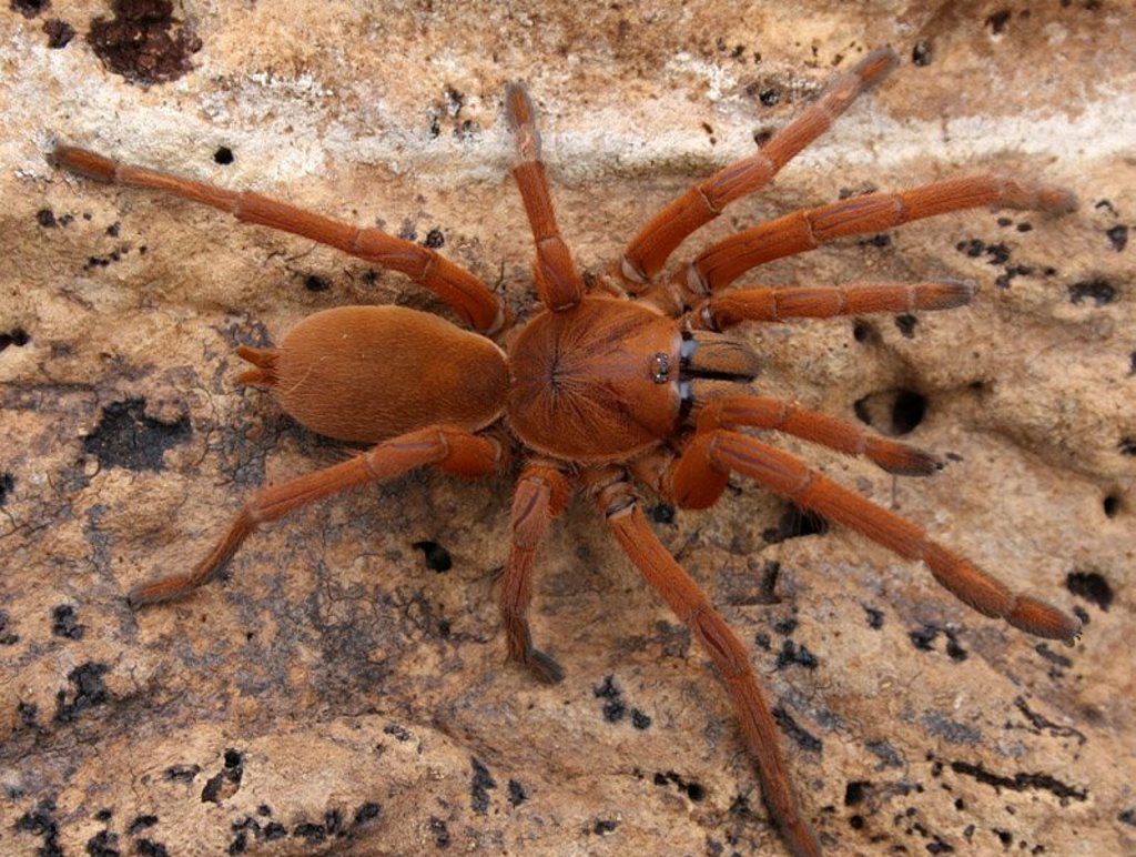 An Australian tarantula, similar to this one, was stolen from Queensland Zoo on Monday night.