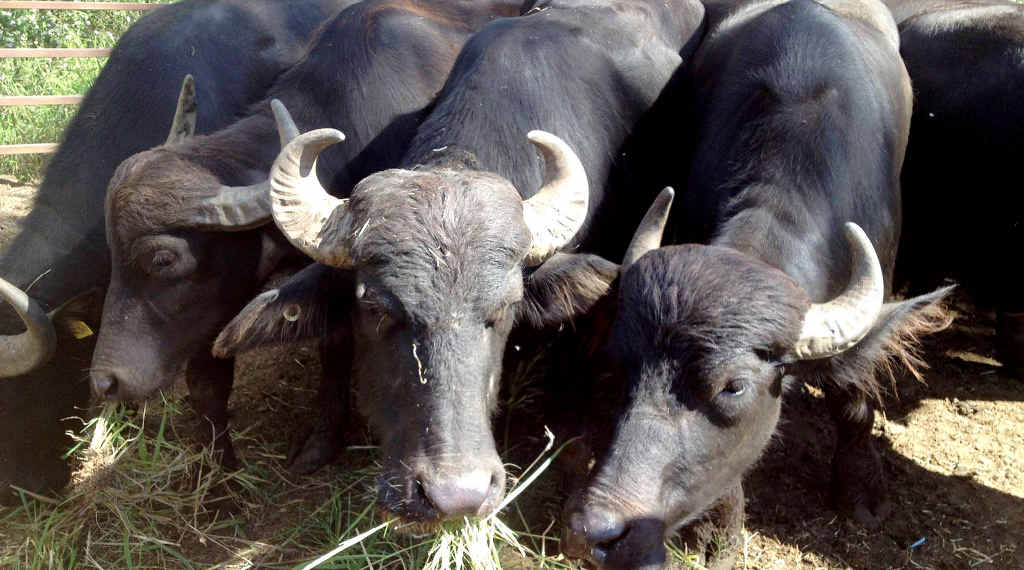 HERD AROUND THE RIDGES: The Somerset Regional Council has impounded about a dozen water buffalo from Coominya. HERD AROUND THE RIDGES: The Somerset Regional Council has impounded about a dozen water buffalo from Coominya.