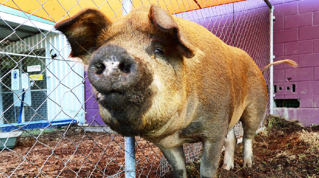 EVENTFUL JOURNEY: Peppa the pig is back home after the Ipswich City Council looked after her following a highway tumble. EVENTFUL JOURNEY: Peppa the pig is back home after the Ipswich City Council looked after her following a highway tumble.