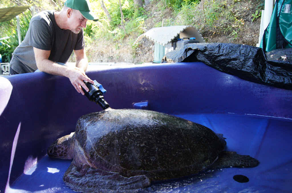 Quoin Island Rehabilitation Centre’s Bob McCosker washes Delly, a 140kg turtle. Quoin Island Rehabilitation Centre’s Bob McCosker washes Delly, a 140kg turtle.