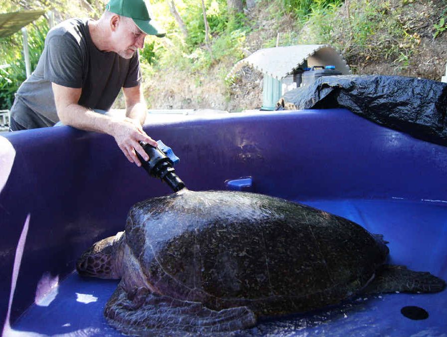 Quoin Island Rehabilitation Centre’s Bob McCosker washes Delly, a 140kg turtle.