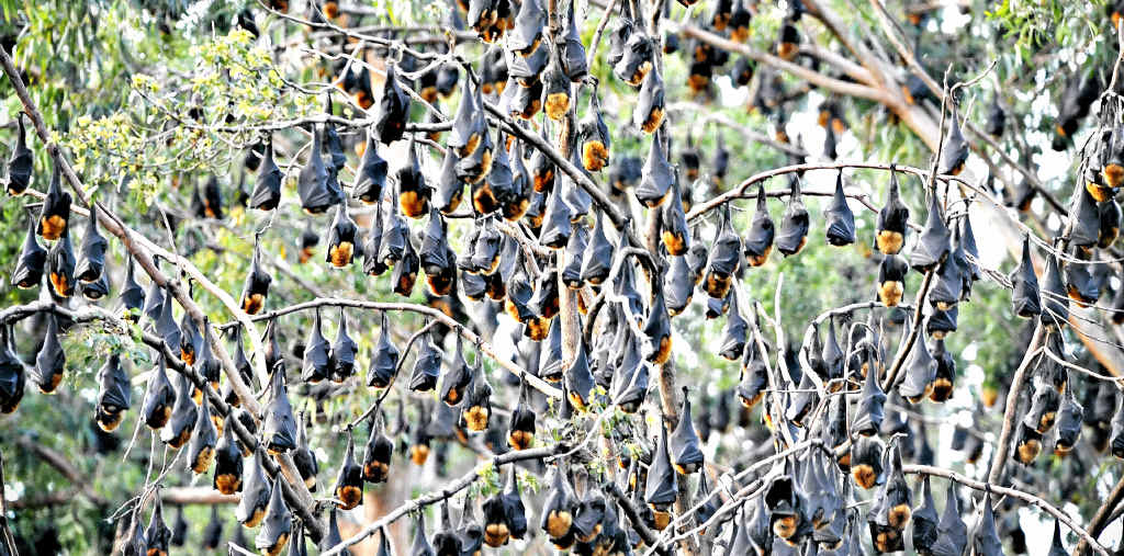 HEALTH RISK: Flying foxes in the rainforest outside Maclean High School. PHOTO: ADAM HOURIGAN HEALTH RISK: Flying foxes in the rainforest outside Maclean High School. PHOTO: ADAM HOURIGAN