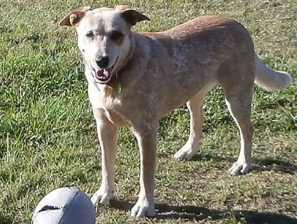 Tamaree dog owner Allan Hansen says the streets are no longer safe at Tamaree for dogs or their owners, after his family pet was killed by a marauding dog pack. Tamaree dog owner Allan Hansen says the streets are no longer safe at Tamaree for dogs or their owners, after his family pet was killed by a marauding dog pack.
